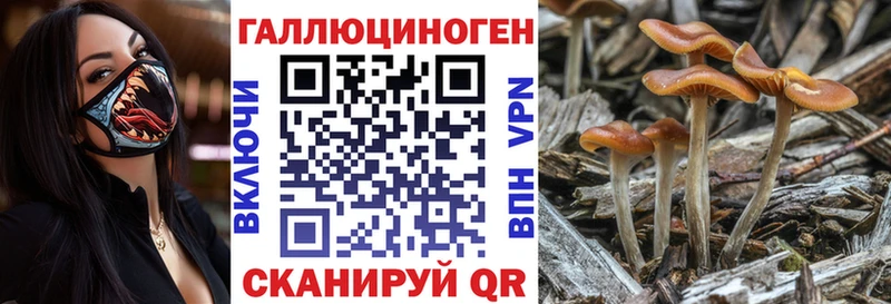 Галлюциногенные грибы прущие грибы  закладки  Терек 